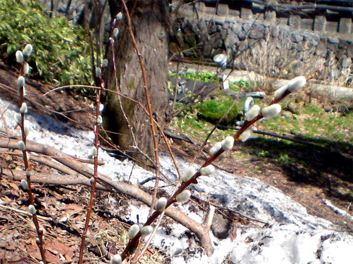 e0037129_1154815.jpg