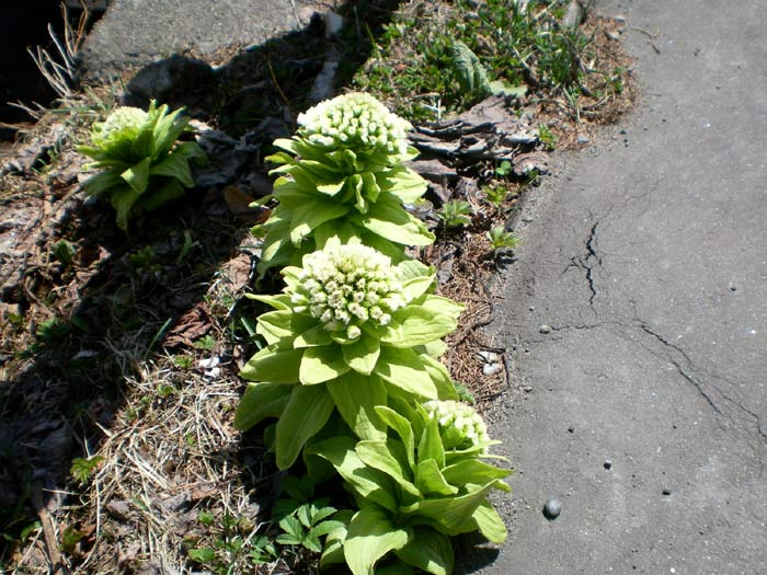 e0037129_122027.jpg