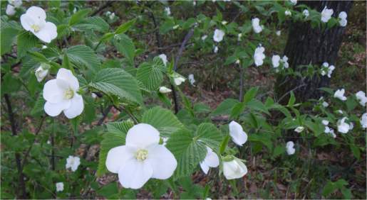 山吹(ヤマブキ)の花色々・一重・八重・白い山吹_f0166029_13424417.jpg