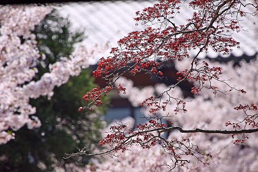 桜-Ⅴ_d0029333_21494022.jpg