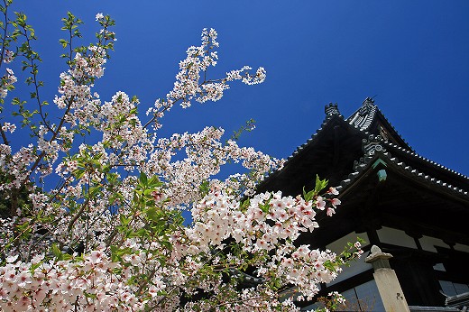 桜-Ⅴ_d0029333_21502677.jpg