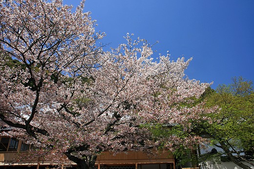 桜-Ⅴ_d0029333_21504855.jpg
