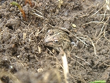 f0167635_5524690.jpg