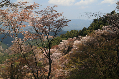 吉野山_c0119036_22163444.jpg