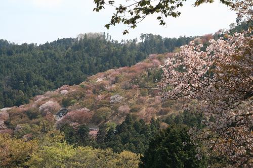 吉野山_c0119036_22181251.jpg