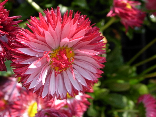 a0087341_84920.jpg