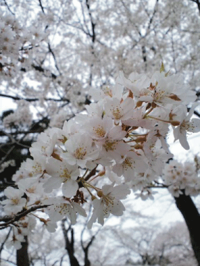 桜咲く季節…ネタ探しの旅へ。（えつこ）_d0002143_23535398.gif