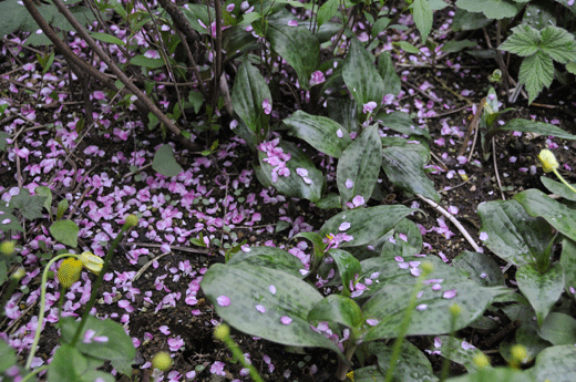 c0093046_6464164.gif