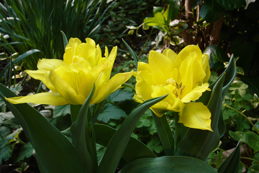 c0093046_64731.gif