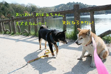 久しぶりの宝ヶ池_c0049950_11135040.gif