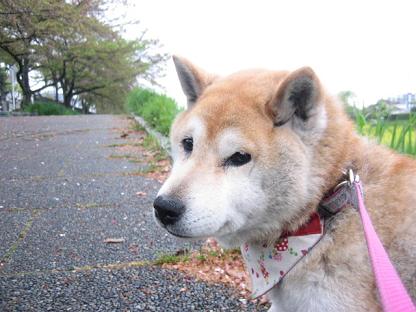 久しぶりの宝ヶ池_c0049950_9131749.jpg