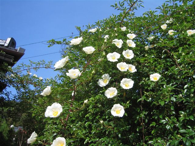 a0027555_21565437.jpg