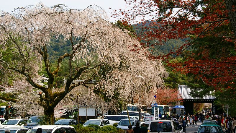 京の桜便り２００９ （蹴上 南禅寺の桜 ）  (2009年04月18日)_c0119555_13441730.jpg