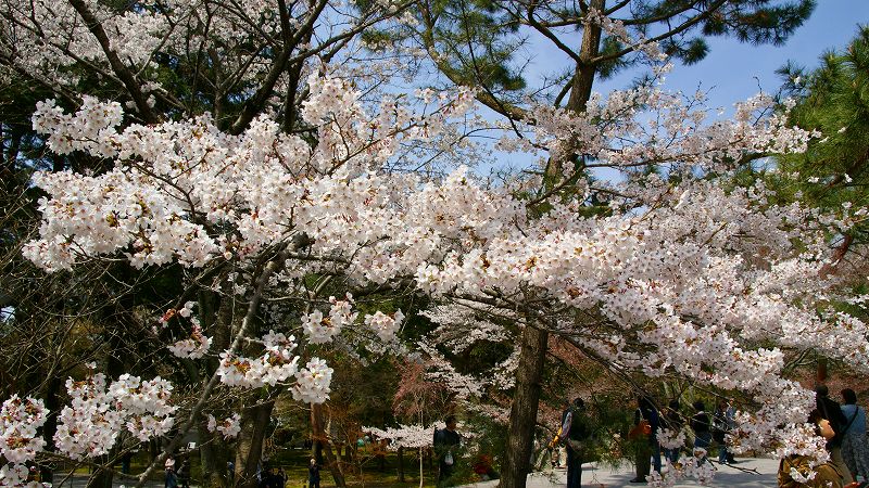 京の桜便り２００９ （蹴上 南禅寺の桜 ）  (2009年04月18日)_c0119555_13451680.jpg