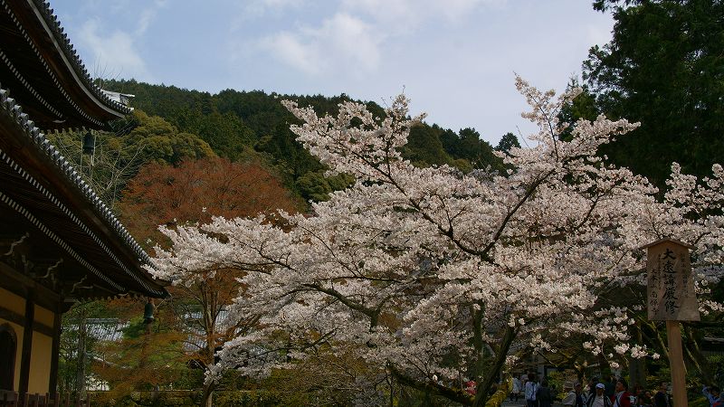 京の桜便り２００９ （蹴上 南禅寺の桜 ）  (2009年04月18日)_c0119555_13455791.jpg