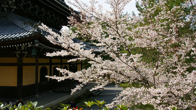 京の桜便り２００９ （蹴上 南禅寺の桜 ）  (2009年04月18日)_c0119555_13462138.jpg