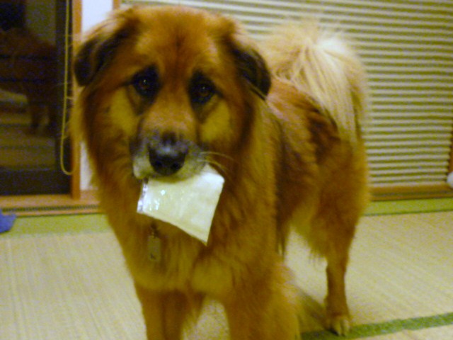 f0034156_10273974.jpg