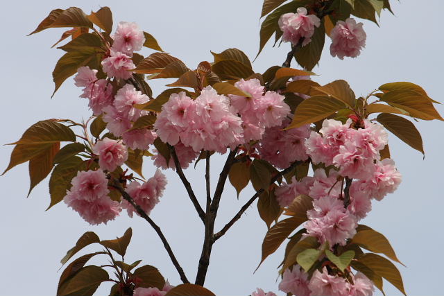 八重桜、小手毬、タイム、躑躅、八重山吹、雛桔梗、白花菫_a0030958_22262765.jpg