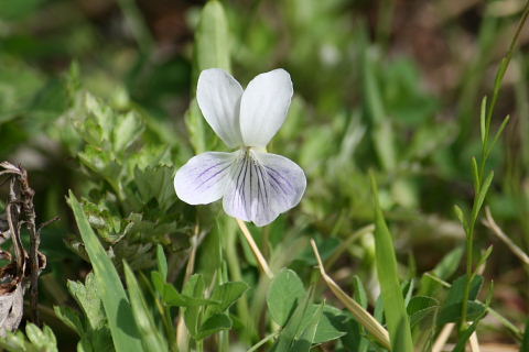 八重桜、小手毬、タイム、躑躅、八重山吹、雛桔梗、白花菫_a0030958_22385036.jpg