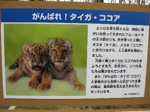 アムールトラのタイガとココア : まだ見ぬあきのへ