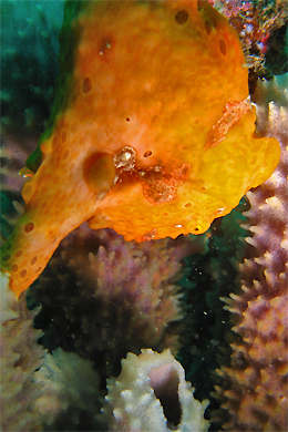 e0158261_52519.jpg
