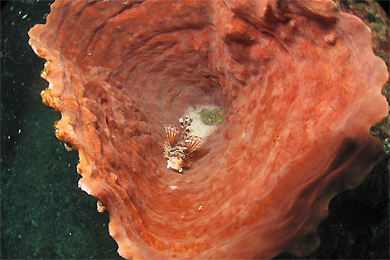 e0158261_572683.jpg
