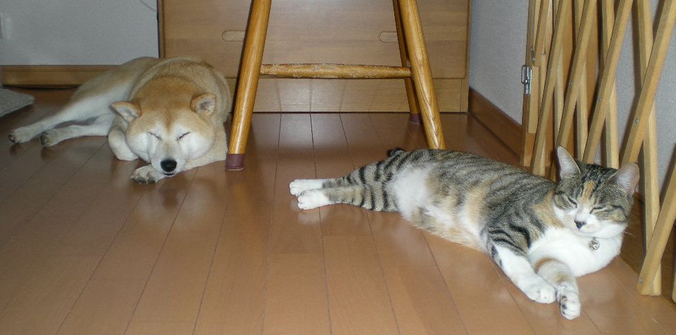 2009年4月17日(金)朝からおやつ?_f0060461_132535100.jpg
