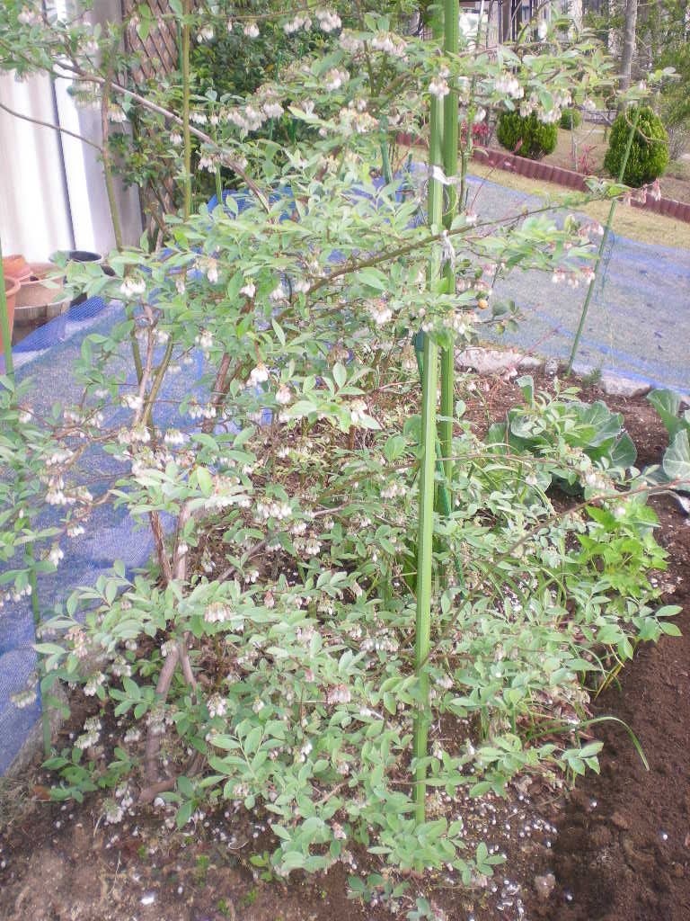 2009年4月17日(金)朝からおやつ?_f0060461_133429.jpg
