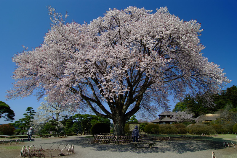 左近桜 水戸市 偕楽園 ヤマザクラ 本日のショット 下手の横好き 気ままに一枚