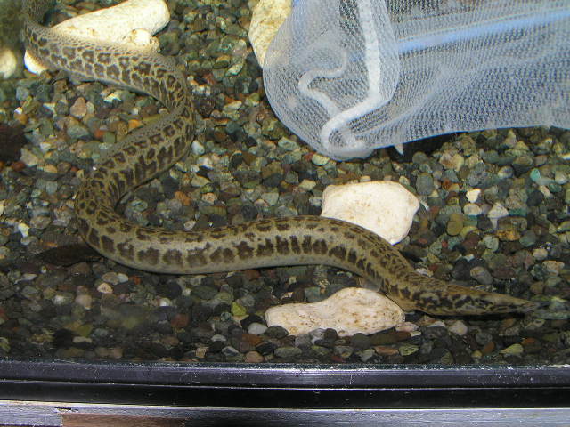 リミックス名東店熱帯魚