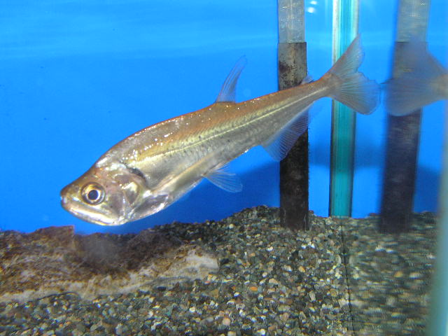 リミックス名東店熱帯魚