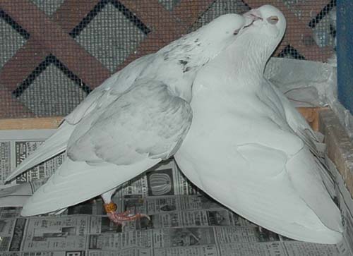 争い 09 4 17 White Pigeons 白い鳩たち 争い 09 4 17 White Pigeons 白い鳩たち