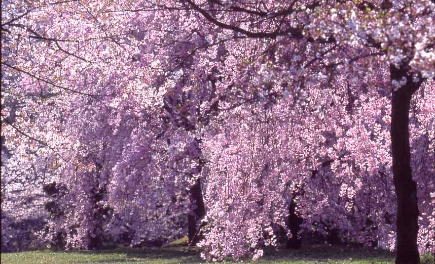 羊山の桜_a0024968_2333208.jpg