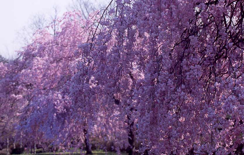 羊山の桜_a0024968_23333850.jpg