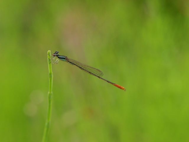 b0135573_19582229.jpg