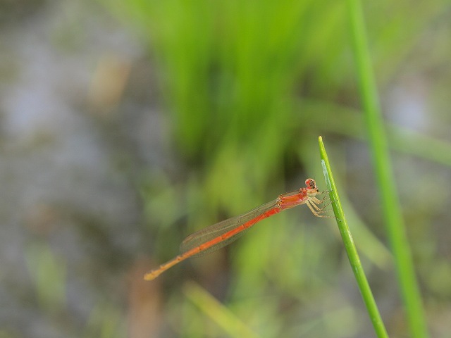 b0135573_19584313.jpg