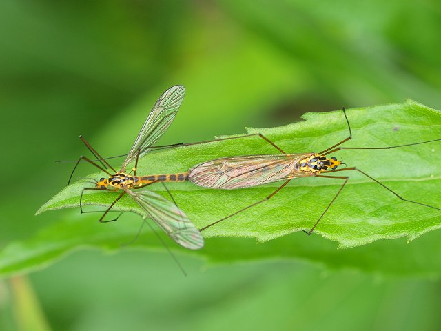b0135573_2013022.jpg
