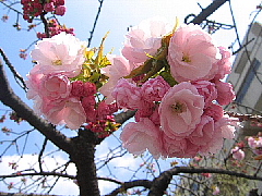 こんどは、八重桜カメラマンになる……プラスアルファ。_b0141773_2346170.jpg