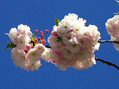 こんどは、八重桜カメラマンになる……プラスアルファ。_b0141773_23463382.jpg