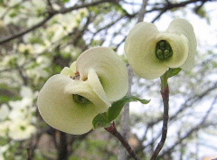 こんどは、八重桜カメラマンになる……プラスアルファ。_b0141773_2350477.jpg