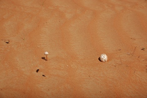 e0066474_12957.jpg