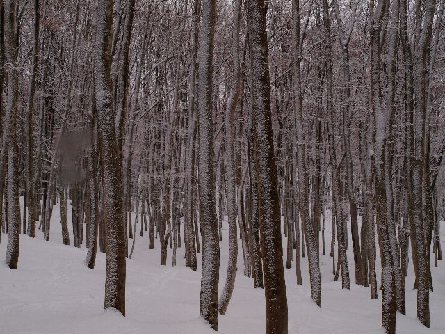 雪模様の美人林_a0025576_19483288.jpg