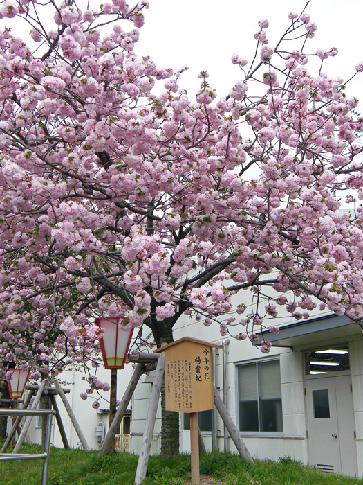 造幣局・花のまわりみち　＃１_c0120976_23384293.jpg