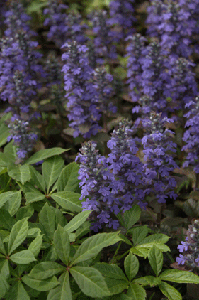 c0167576_7195021.gif