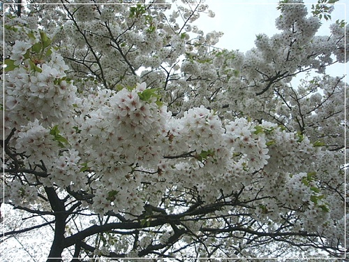 桜から新緑へ_a0079880_118249.jpg