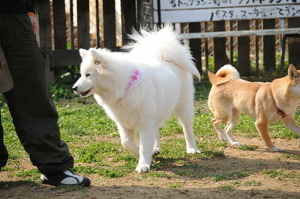 とぶき　200903 55_c0109780_13175334.jpg