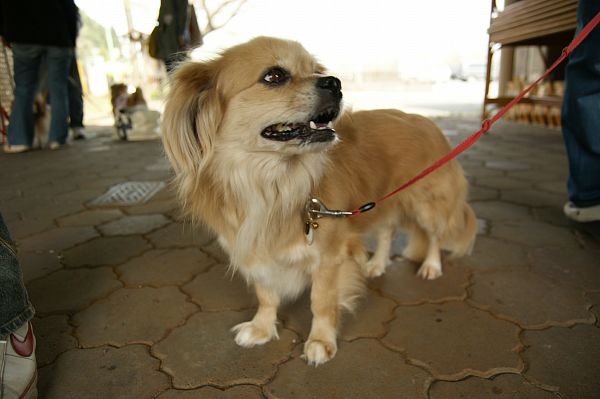 チベタンスパニエルオフ 010_c0109780_13351638.jpg