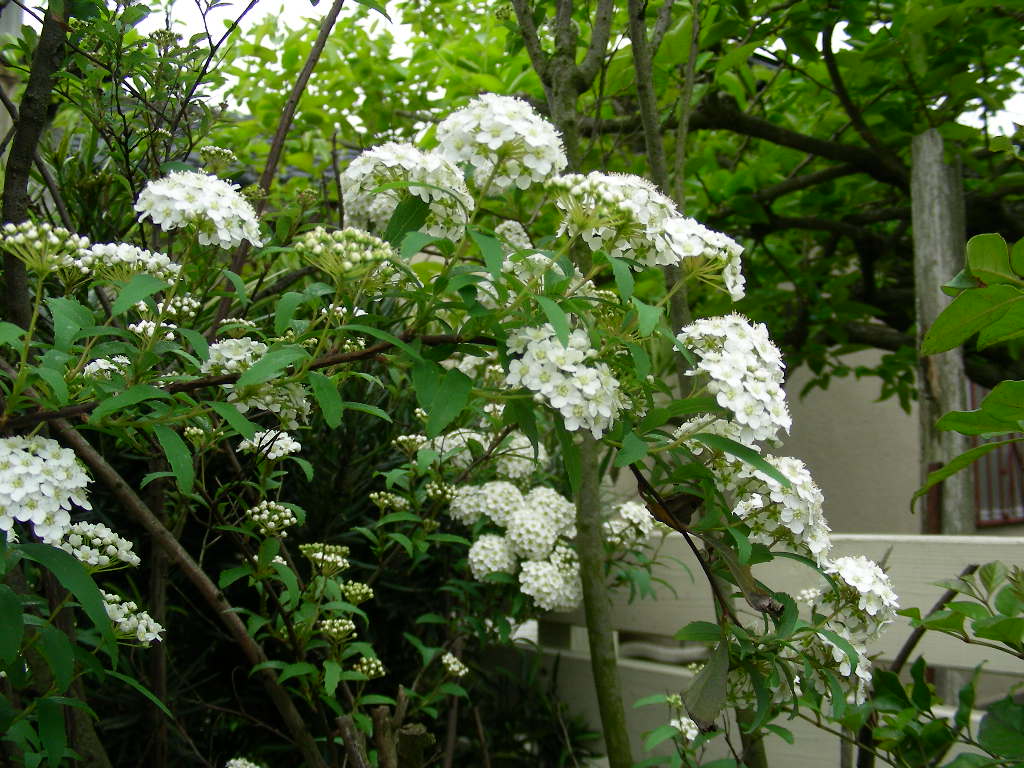 白いお花たち～_b0096584_115841.jpg