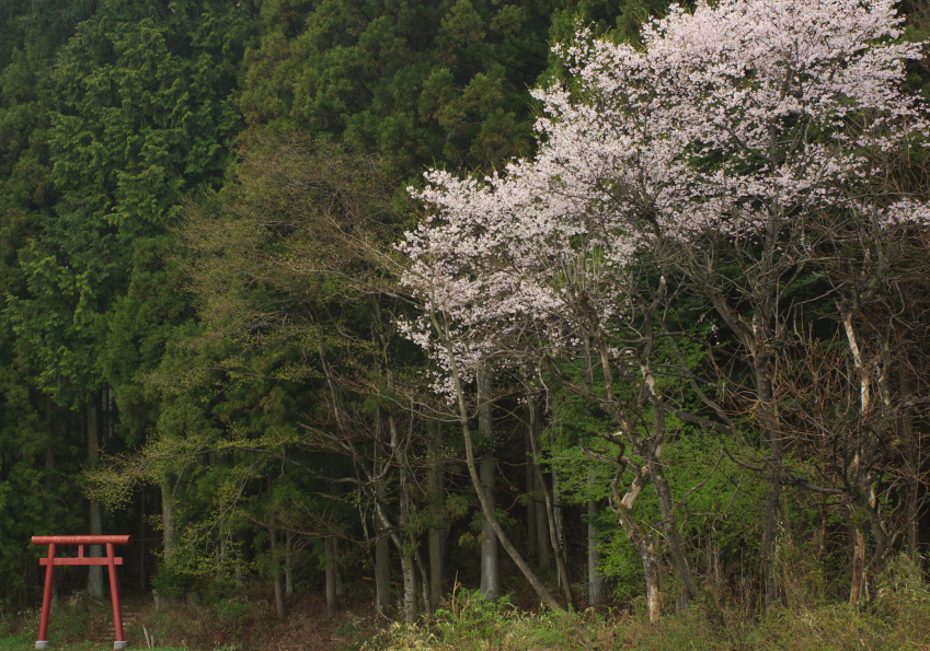 鎮守の森の山桜_f0137288_14111733.jpg