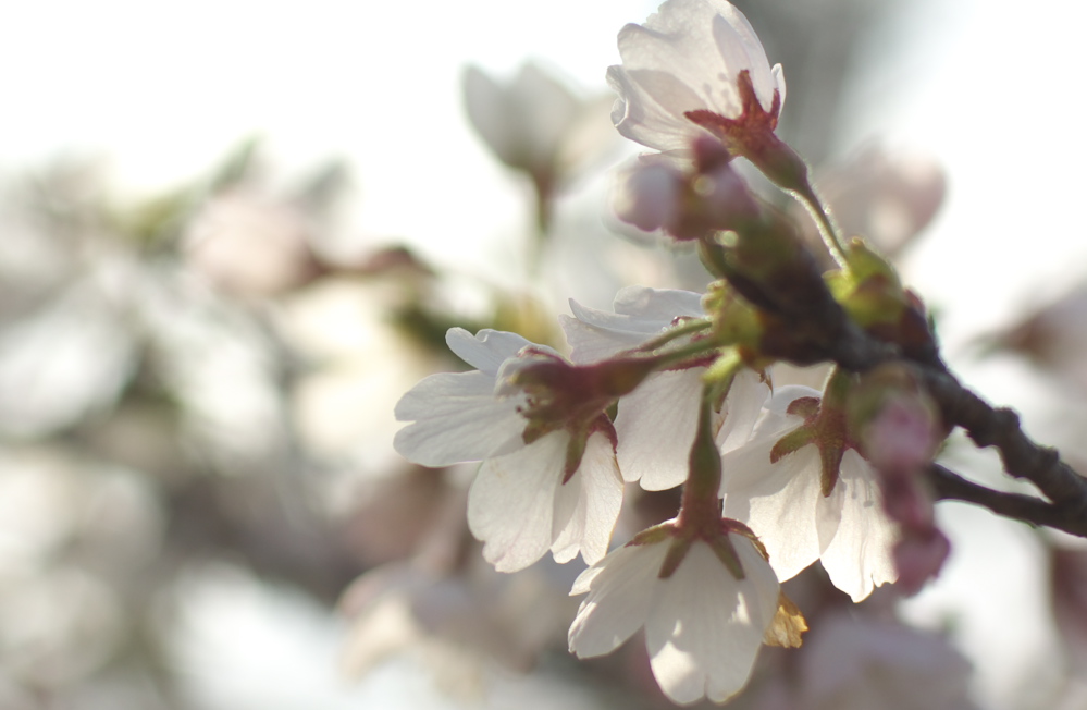 鎮守の森の山桜_f0137288_14113642.jpg